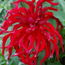 
Listed as Dahlia Miss Scarlet but there is no such name, so just 