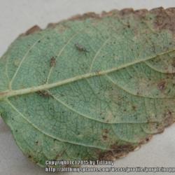 Location: Opp, AL
Date: 2015-09-27
Infested with Lantana lacebugs.