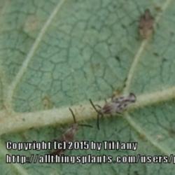 Location: Opp, AL
Date: 2015-09-27
Infested with Lantana lacebugs.