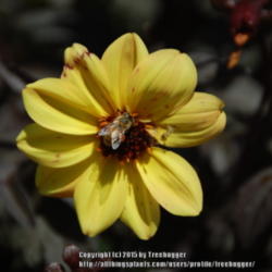 
Date: 2010-09-05
This Dahlia with dark foliage and yellow petals listed as 'Knocko