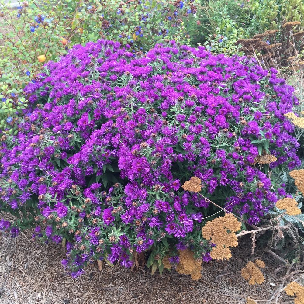 Photo of New England Aster (Symphyotrichum novae-angliae 'Purple Dome') uploaded by HamiltonSquare