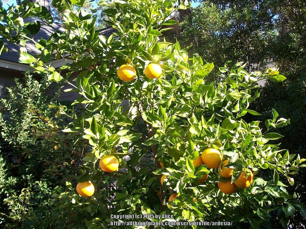 Photo of Lemon (Citrus x limon) uploaded by ardesia