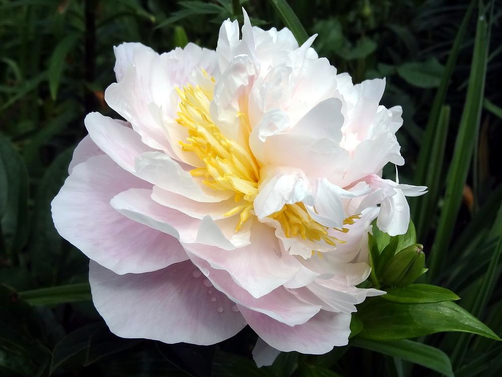 Photo of Peony (Paeonia lactiflora 'Golly') uploaded by Orsola
