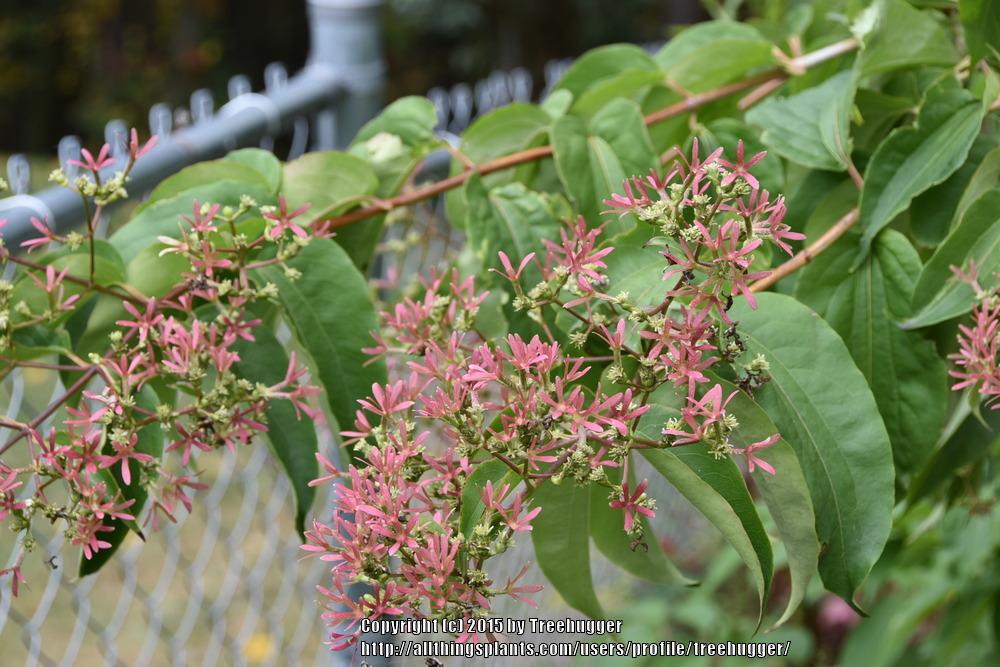Photo of Seven Son Flower (Heptacodium miconioides) uploaded by treehugger