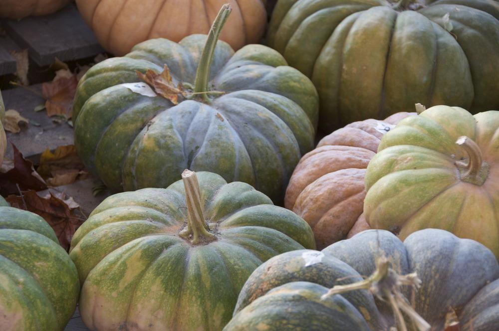 Photo of Gourds, Squashes and Pumpkins (Cucurbita) uploaded by Fleur569