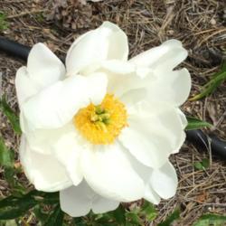 Location: Elizabeth Colorado
Date: 2015-06-21
1st bloom on 1st year plant