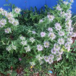Location: Denver Metro CO
Date: 2015-09-14
Bought a "bee balm" herb during early spring from BigBox store, b