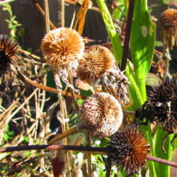 Location: central Illinois
Date: 2015-10-15
with purple coneflower seed pods (darker and more spike like)