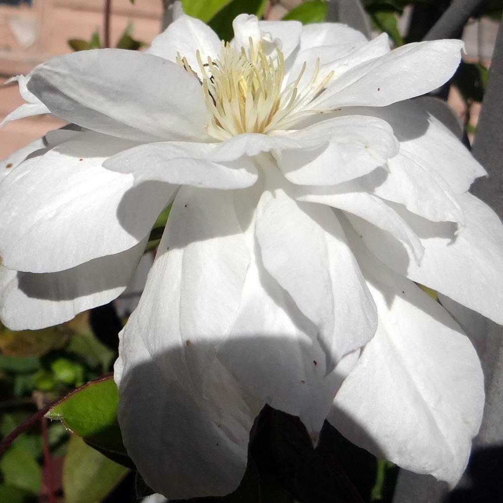 Photo of Clematis uploaded by stilldew