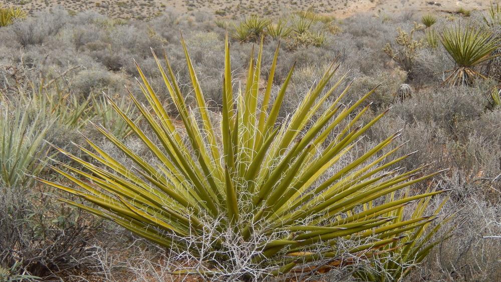 Photo of Mojave Yucca (Yucca schidigera) uploaded by Bonehead