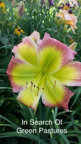 Photo of Daylily (Hemerocallis 'Search for Green Pastures') uploaded by Ahead