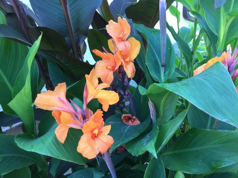 Photo of Cannas (Canna) uploaded by DebbieC