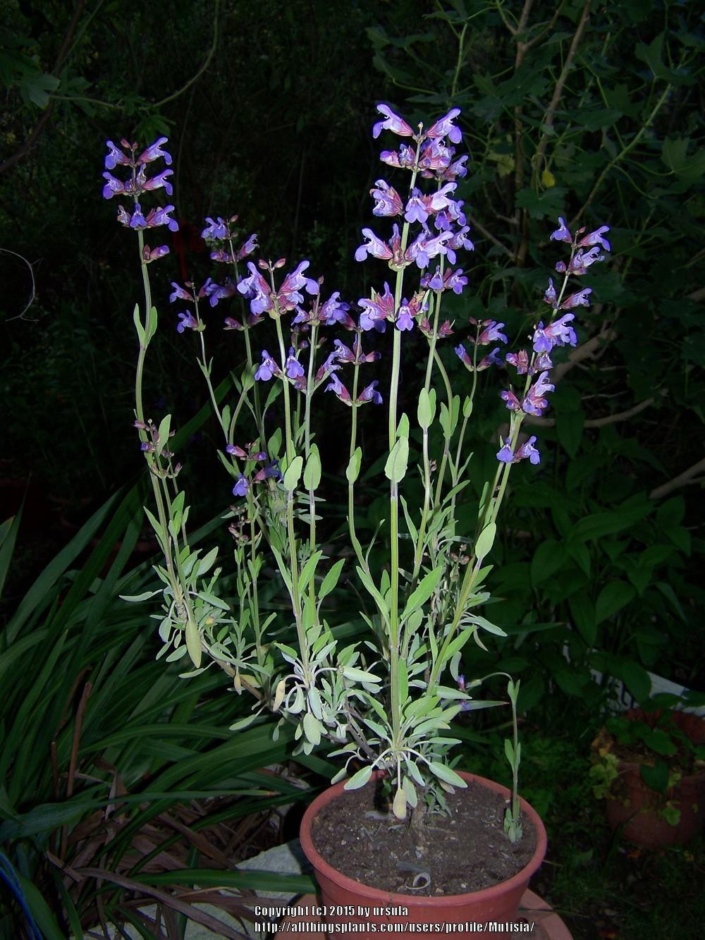 Photo of Culinary Sages (Salvia officinalis) uploaded by Mutisia