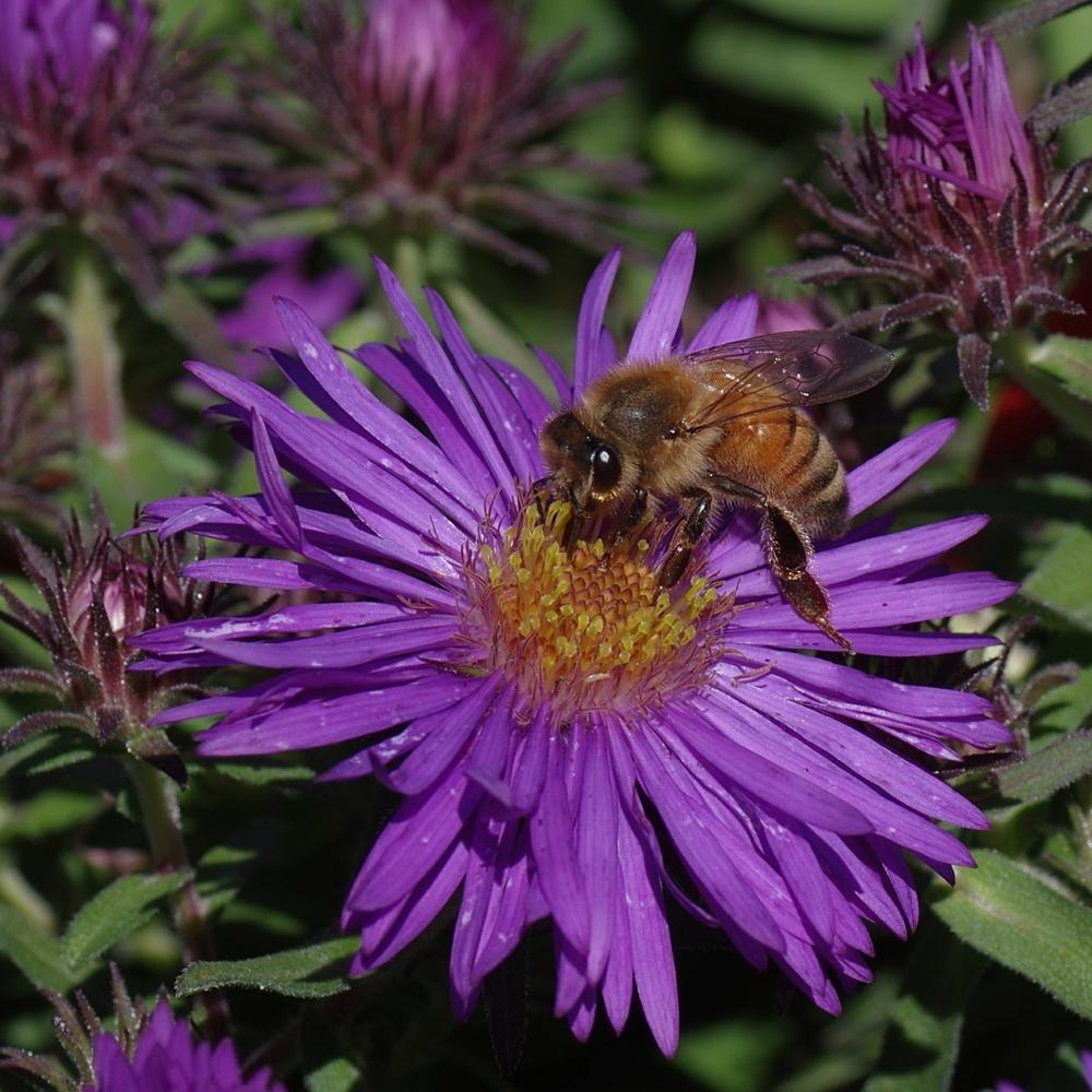 Photo of New England Aster (Symphyotrichum novae-angliae 'Purple Dome') uploaded by dirtdorphins