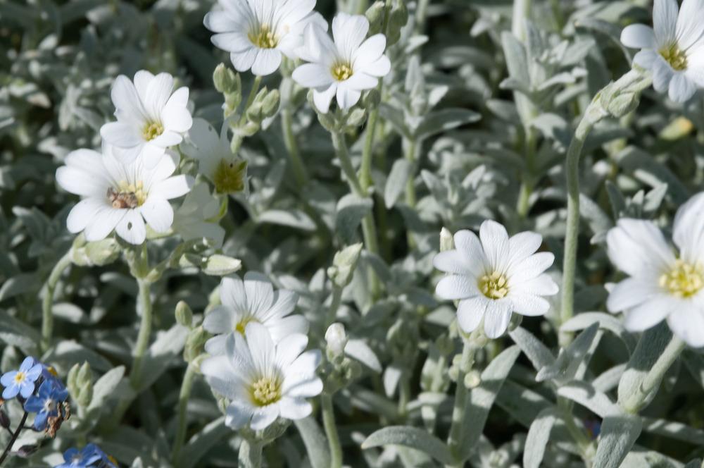 Photo of Snow-in-Summer (Cerastium tomentosum) uploaded by cliftoncat