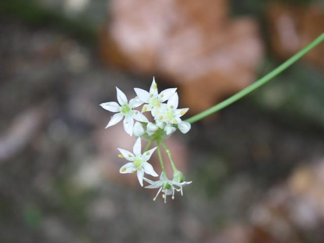 Photo of Garlic Chives (Allium tuberosum) uploaded by gingin