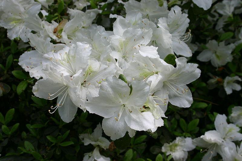 Photo of Evergreen Azalea (Rhododendron 'Delaware Valley White') uploaded by robertduval14