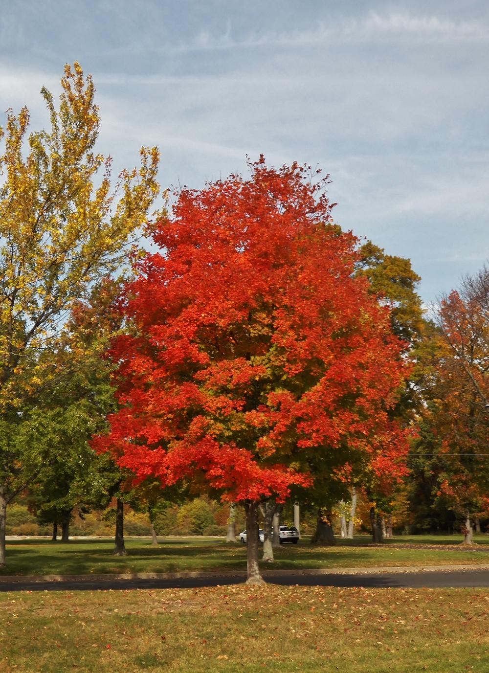 Photo of Sugar Maple (Acer saccharum) uploaded by MissyPenny