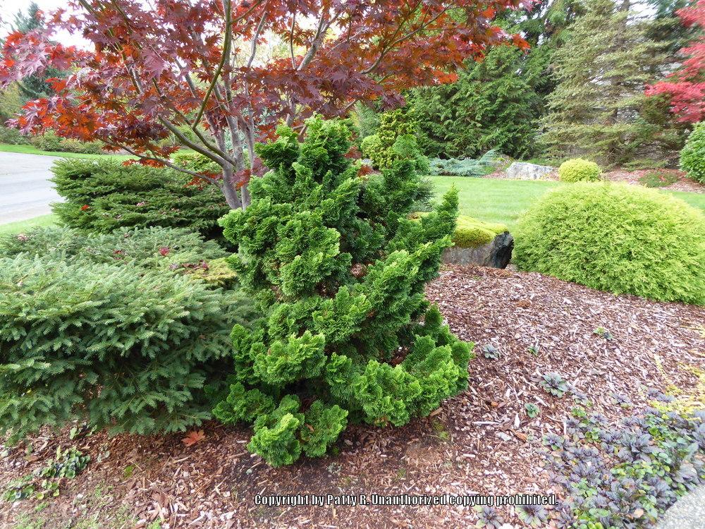 Photo of Hinoki Cypress (Chamaecyparis obtusa) uploaded by Patty