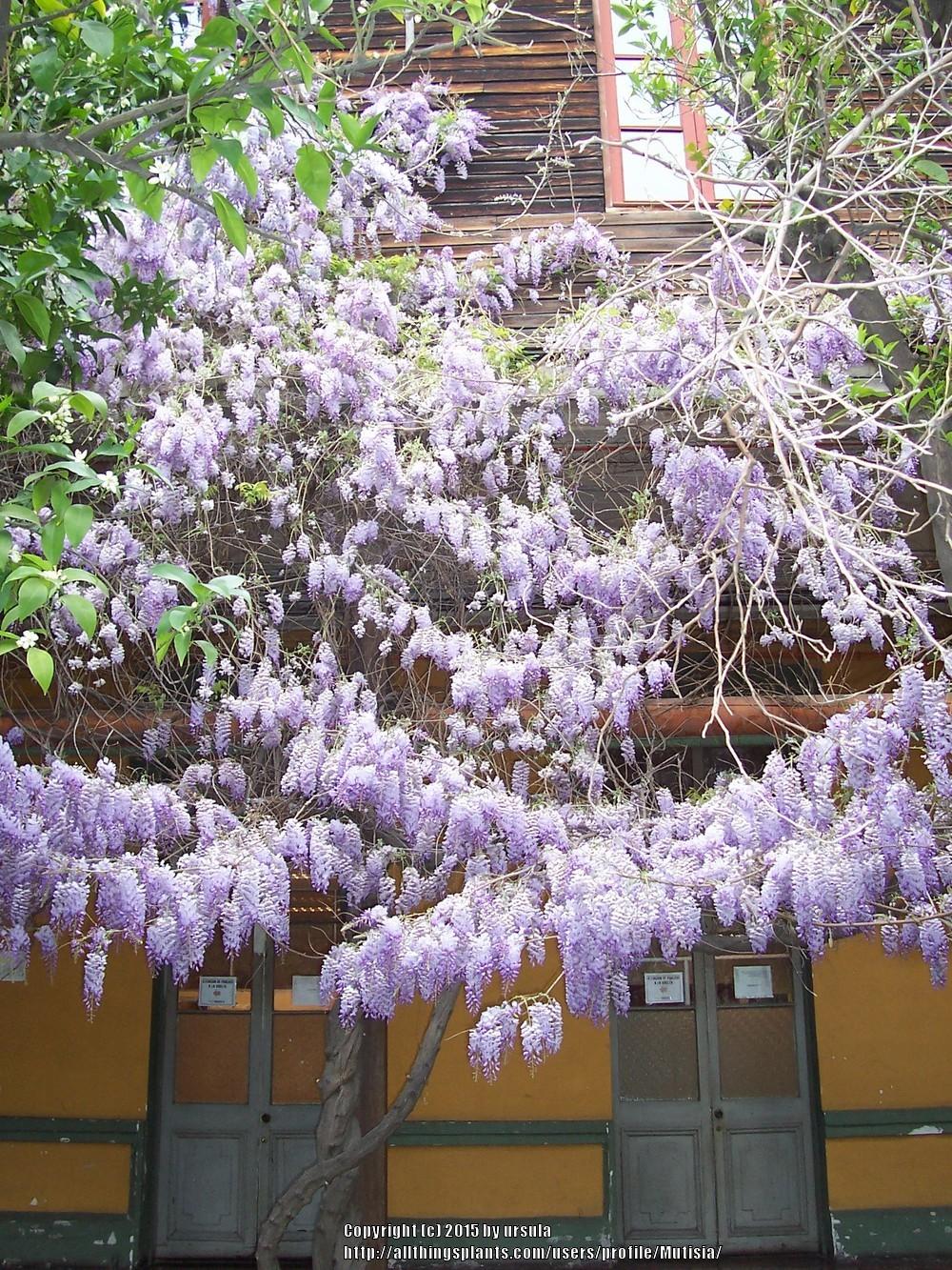 Photo of Chinese Wisteria (Wisteria sinensis) uploaded by Mutisia