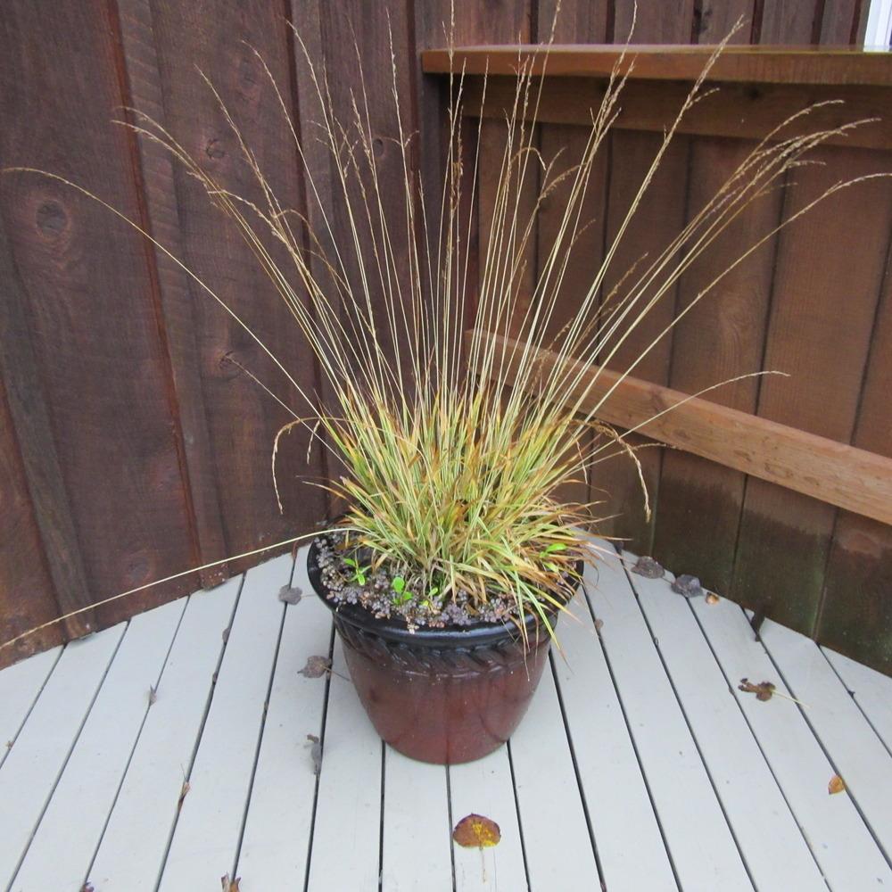 Photo of Tufted Hair Grass (Deschampsia cespitosa 'Northern Lights') uploaded by Bonehead