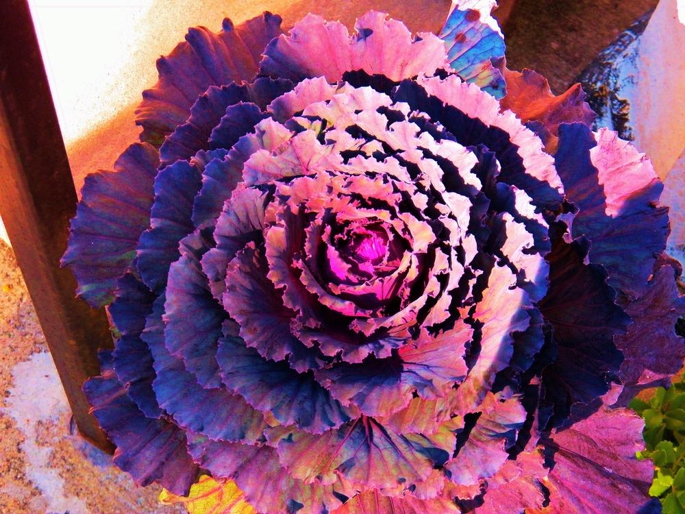 Photo of Brassicas (Brassica) uploaded by MissyPenny