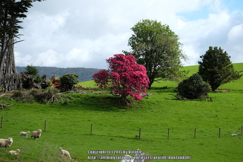 Photo of Rhododendrons (Rhododendron) uploaded by bootandall