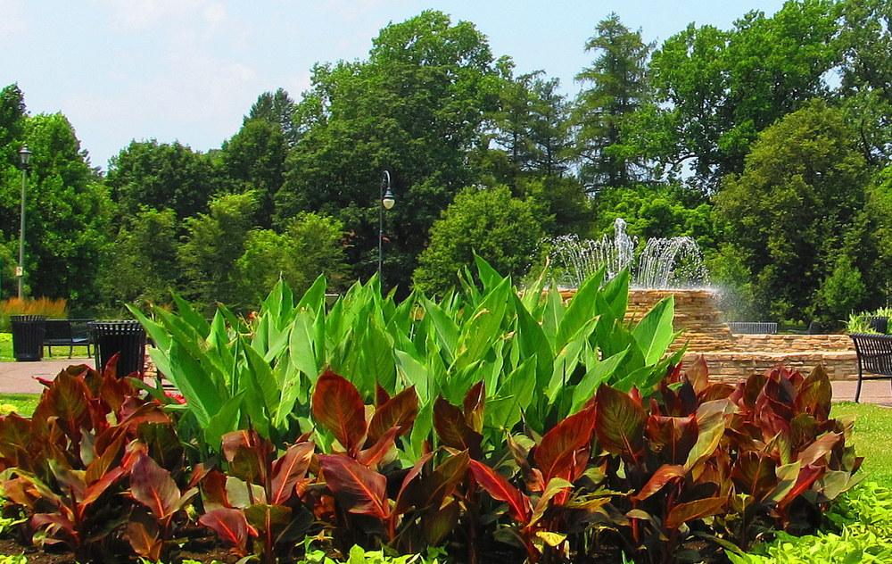 Photo of Cannas (Canna) uploaded by jmorth