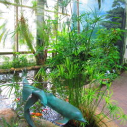 Location: Quad Cities Botanical Garden, Rock Island, Il.
Date: 2012-07-01