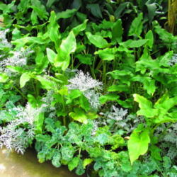 Location: Vander Veer Botanical Gardens - Davenport, Iowa
Date: 2011-07-02
White leaf = dusty miller