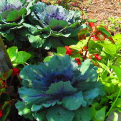 Location: Vander Veer Botanical Gardens - Davenport, Iowa
Date: 7-3-11
Flowering Kale