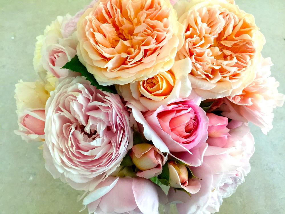 Photo of Roses (Rosa) uploaded by kosk0025