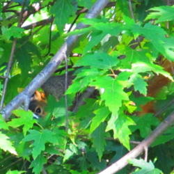 Location: central Illinois
Date: 2011-09-28
Who's peeking out?