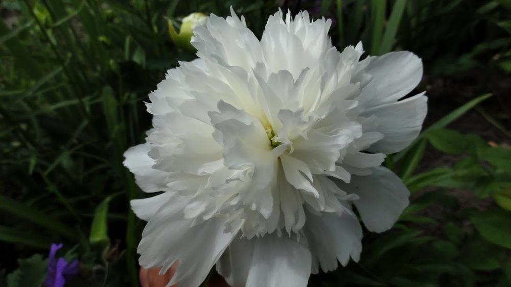 Photo of Peony (Paeonia lactiflora 'Charlie's White') uploaded by Orsola