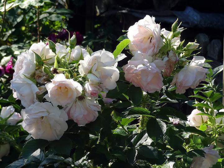 Photo of Rose (Rosa 'Polareis') uploaded by Orsola