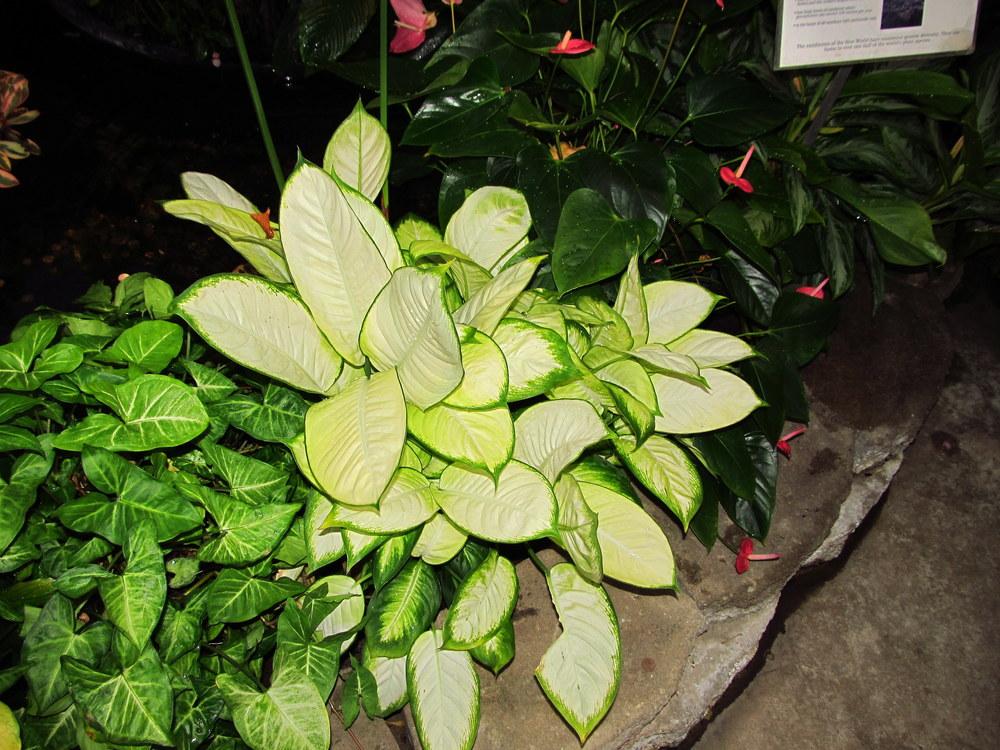 Photo of Dumbcane (Dieffenbachia 'Camille') uploaded by jmorth