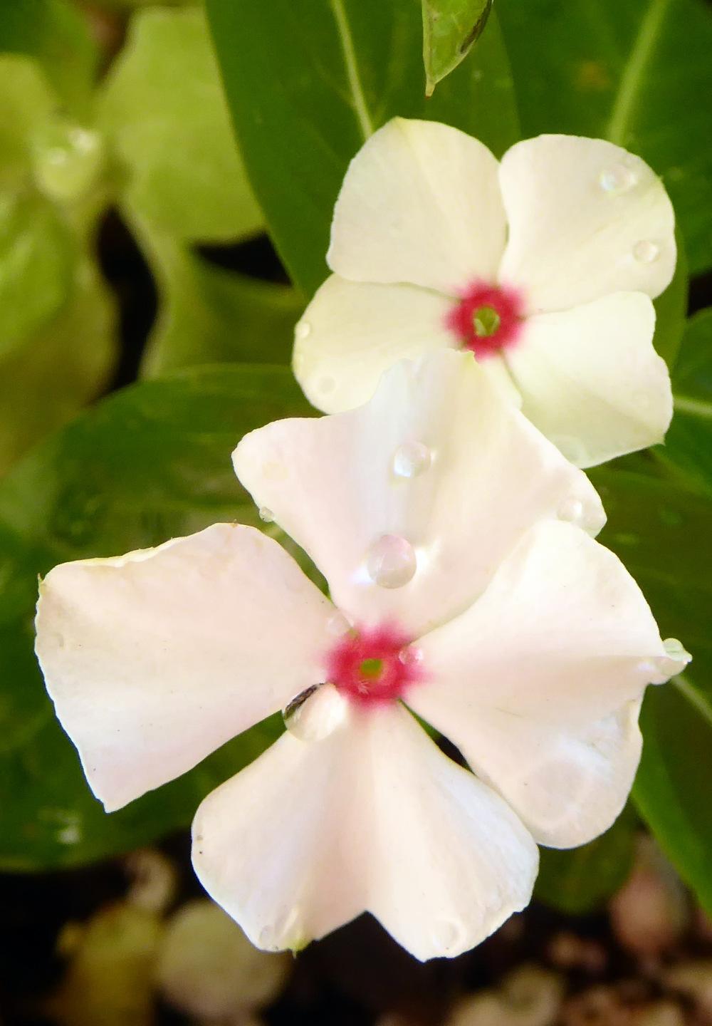 Photo of Vinca (Catharanthus roseus) uploaded by JulieB