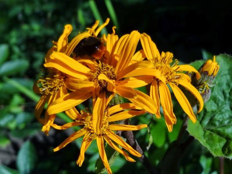 Photo of Summer Ragwort (Ligularia dentata) uploaded by Orsola