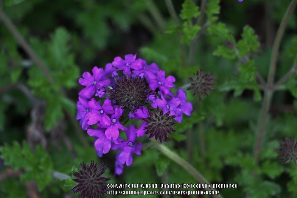 Photo of Purple Verbena (Verbena canadensis 'Homestead Purple') uploaded by kchd