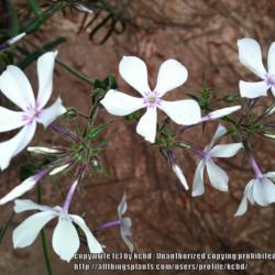 Location: Mississippi
Date: 2013-05-02
white form