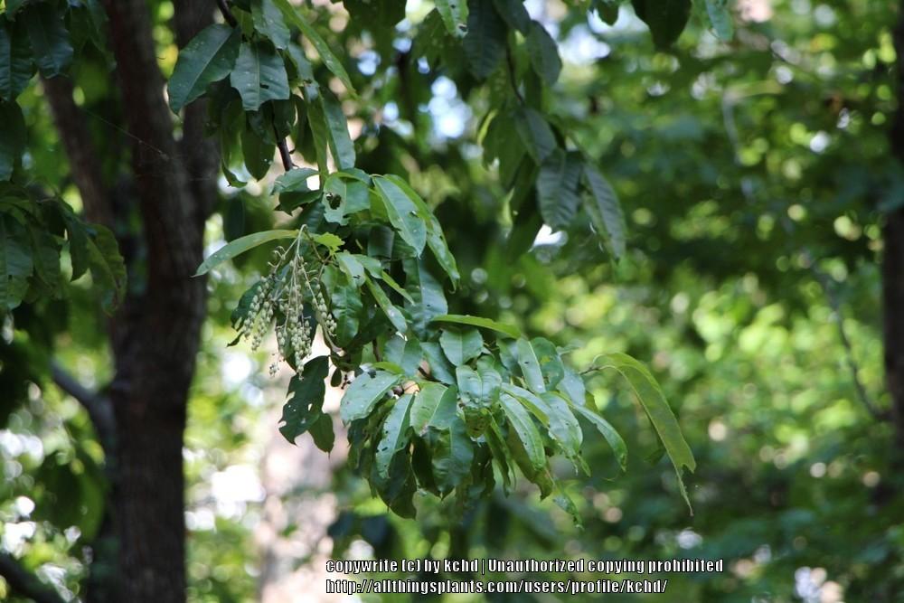 Photo of Sourwood (Oxydendrum arboreum) uploaded by kchd