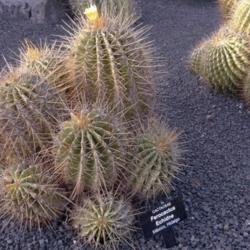 Location: Lanzarote, Canary Islands.
Photo taken on Lanzarote growing in the Garden of Cactus.