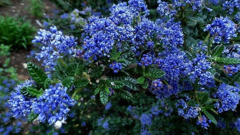 Photo of California Lilac (Ceanothus) uploaded by Orsola