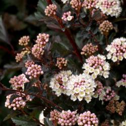 Photo Photo