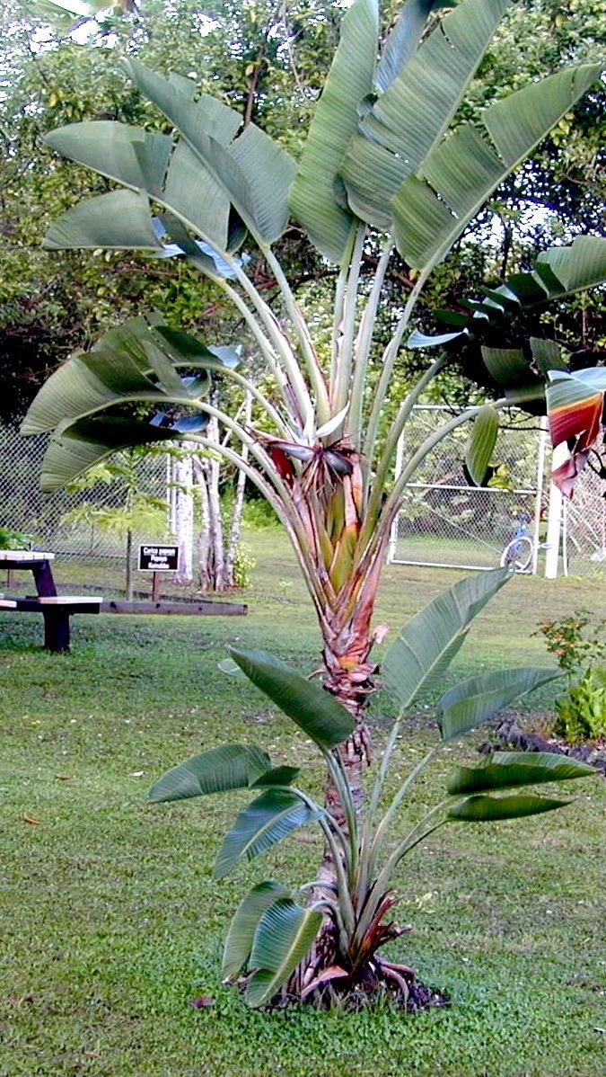Photo of Giant White Bird of Paradise (Strelitzia nicolai) uploaded by plantmanager