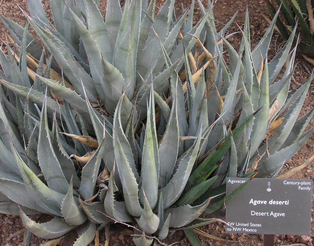 Photo of Desert Agave (Agave deserti) uploaded by plantmanager