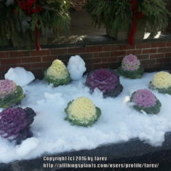 Location: West Springfield, MA
Date: 2015-12-31
Beautiful ornamental cabbage in snow