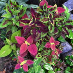 Location: Winter Springs, FL zone 9b
Date: 2015-12-30
Pot of several coleus clippings