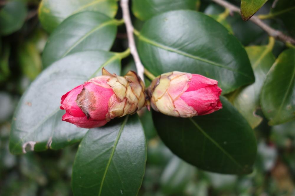 Photo of Japanese Camellia (Camellia japonica) uploaded by mellielong