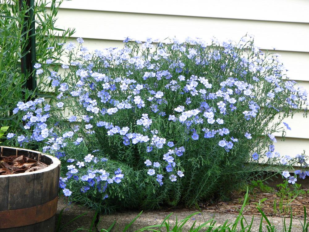 Photo of Blue Flax (Linum perenne) uploaded by molanic